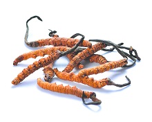 7 Surprising Things About Cordyceps